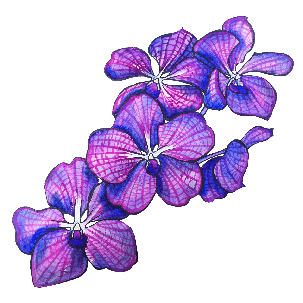 orchidées du foulard Succès de Manie V.