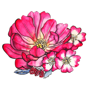 Peinture pivoine