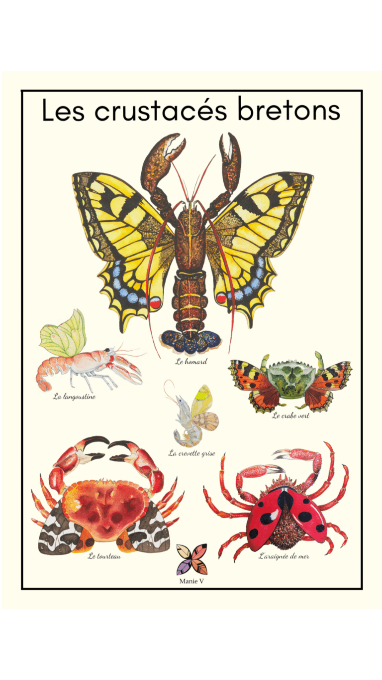 Toutes les aquarelles des crustacés papillons sont regroupés pour former une affiche exclusive.